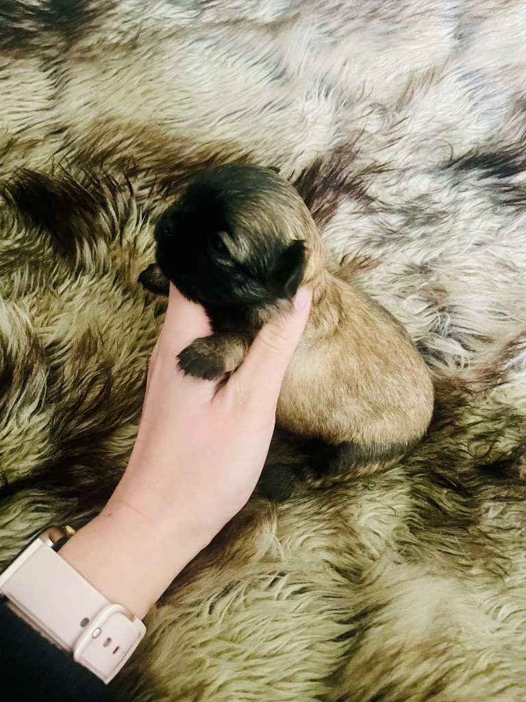 des Mini Elidyle - Chiot disponible  - Chihuahua