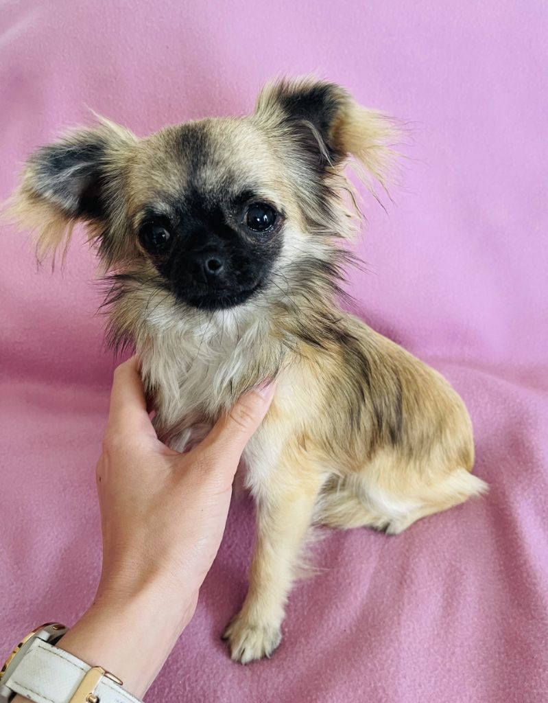 des Mini Elidyle - Chiot disponible  - Chihuahua
