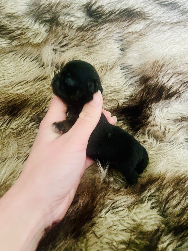 des Mini Elidyle - Chiot disponible  - Chihuahua