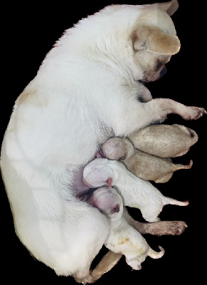 des Mini Elidyle - Chihuahua - Portée née le 23/04/2023