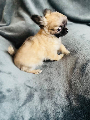 des Mini Elidyle - Chihuahua - Portée née le 02/12/2023