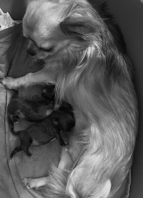 des Mini Elidyle - Chihuahua - Portée née le 14/03/2024