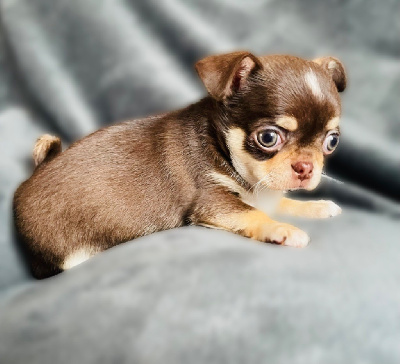 des Mini Elidyle - Chihuahua - Portée née le 11/12/2023