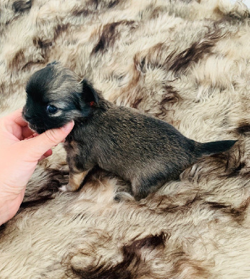 des Mini Elidyle - Chihuahua - Portée née le 09/09/2023