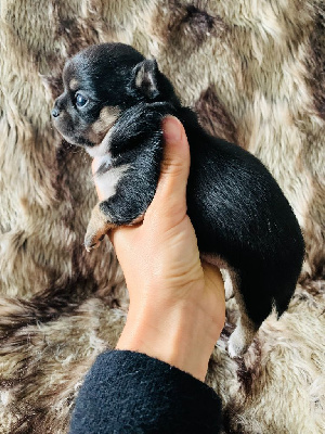 des Mini Elidyle - Chihuahua - Portée née le 09/09/2022