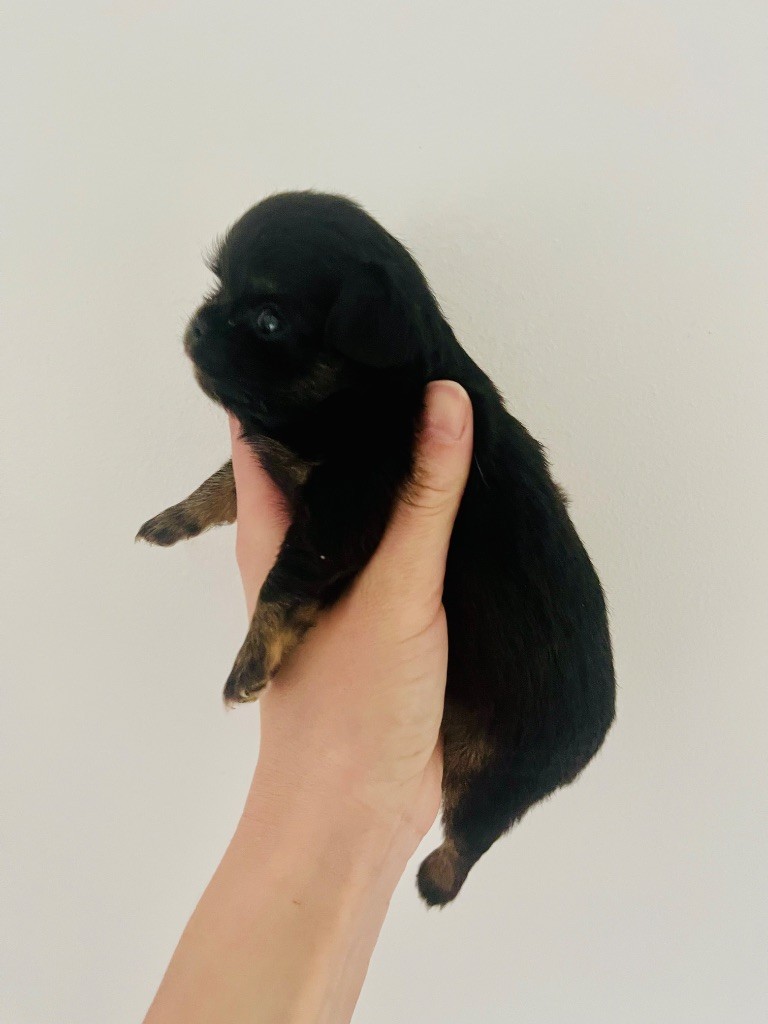 des Mini Elidyle - Chiot disponible  - Chihuahua