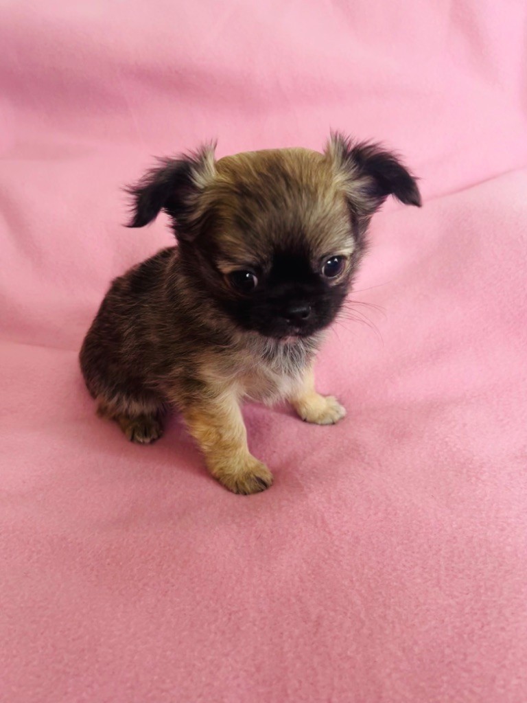 des Mini Elidyle - Chiot disponible  - Chihuahua