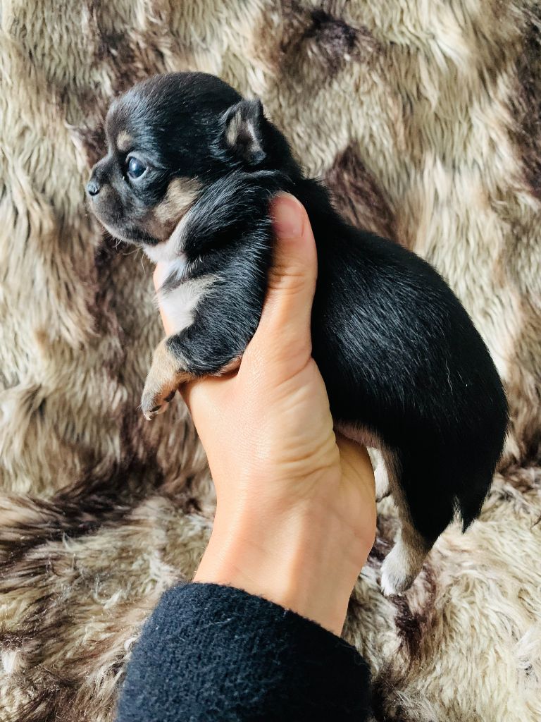 chiot Chihuahua des Mini Elidyle