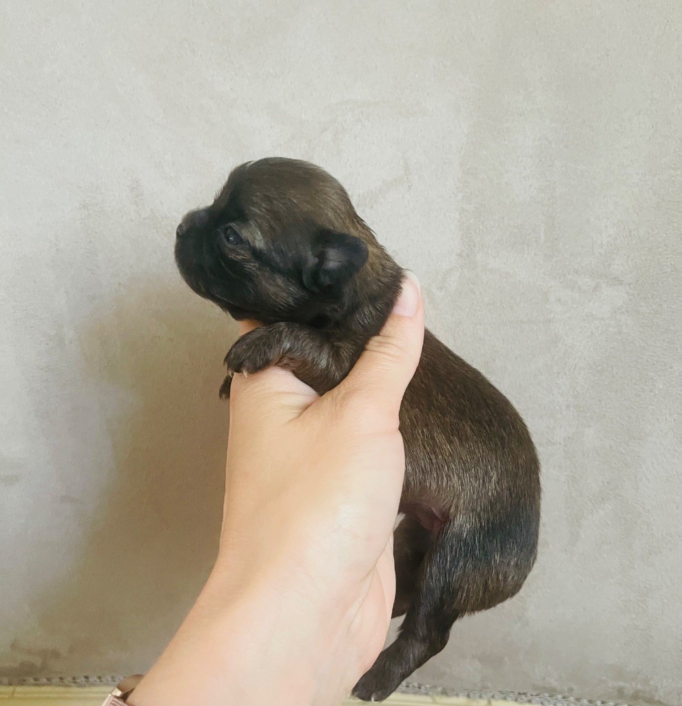 des Mini Elidyle - Chiots disponibles - Chihuahua