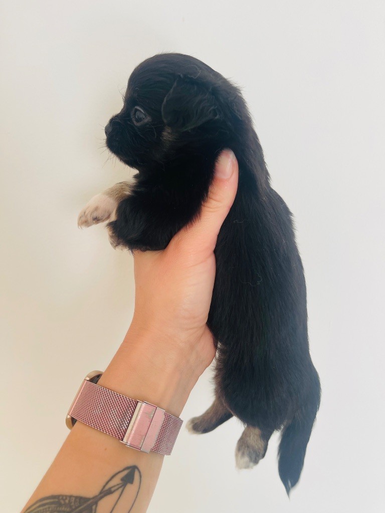 des Mini Elidyle - Chiots disponibles - Chihuahua