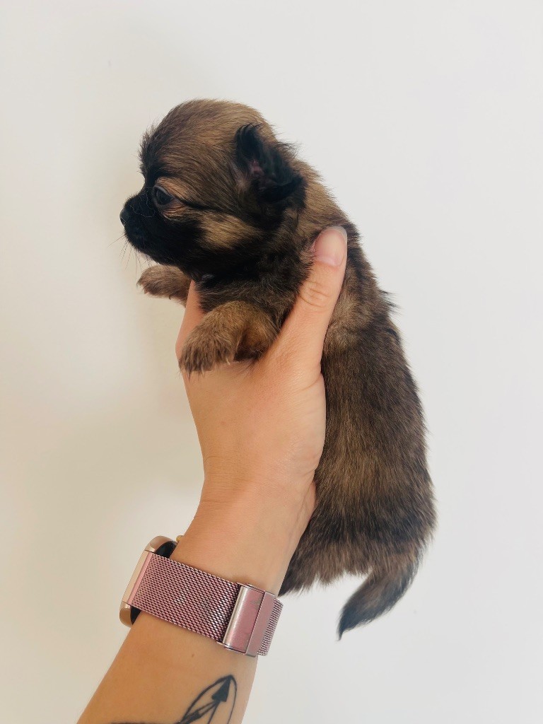 des Mini Elidyle - Chiots disponibles - Chihuahua