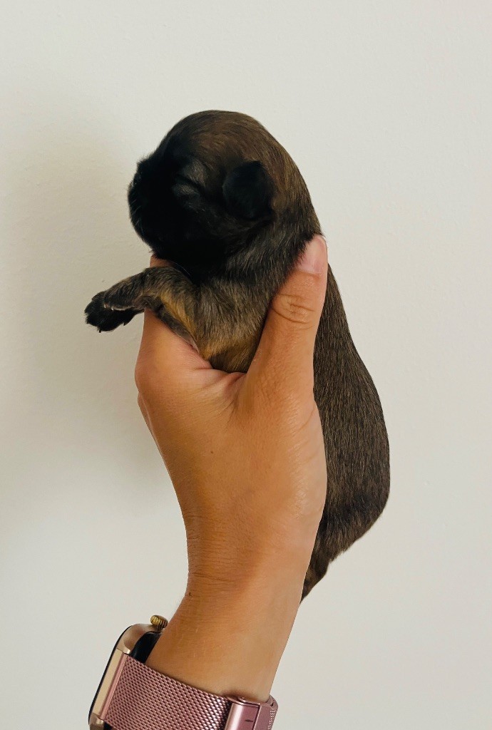 des Mini Elidyle - Chiots disponibles - Chihuahua