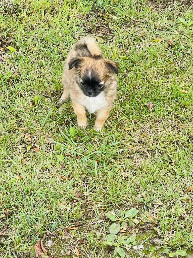 des Mini Elidyle - Chihuahua - Portée née le 25/06/2025