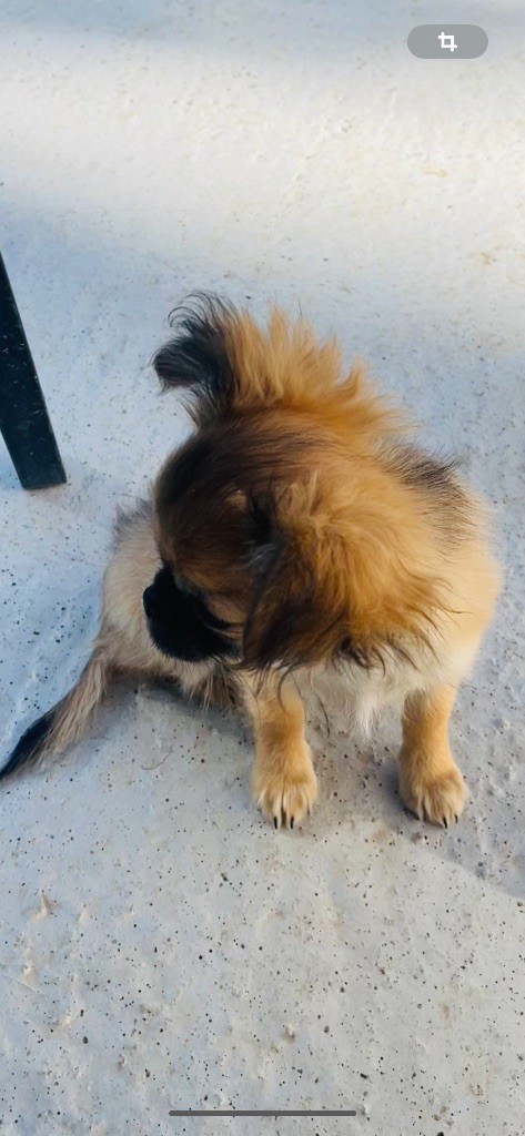 des Mini Elidyle - Chiots disponibles - Chihuahua