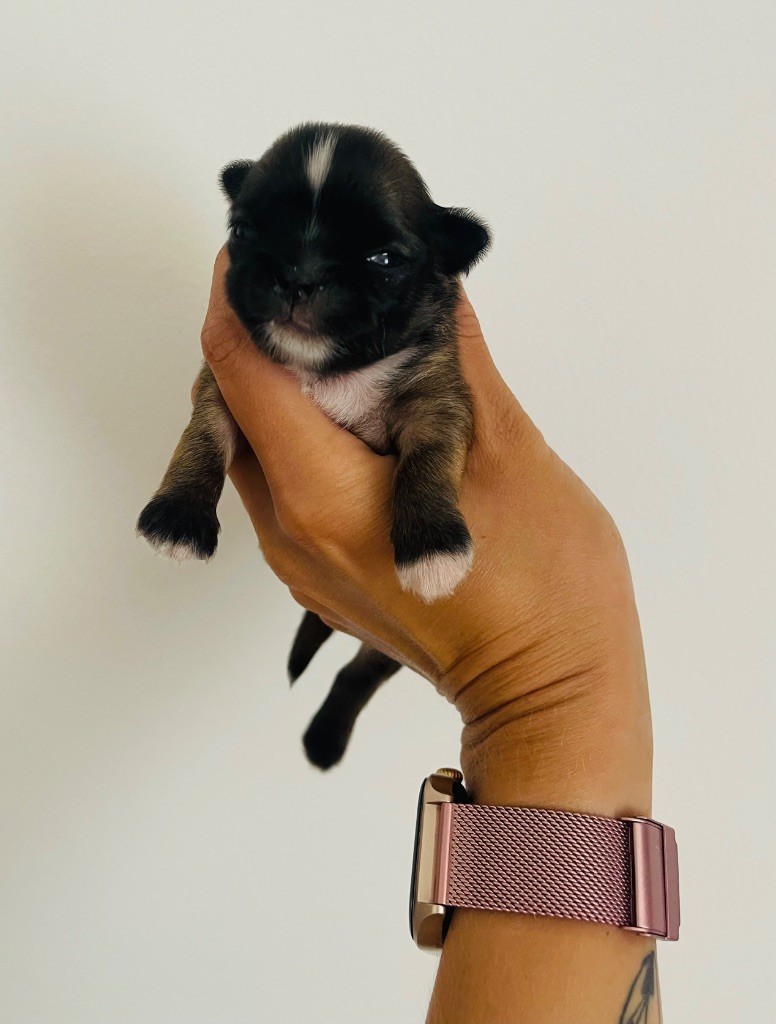 des Mini Elidyle - Chiots disponibles - Chihuahua