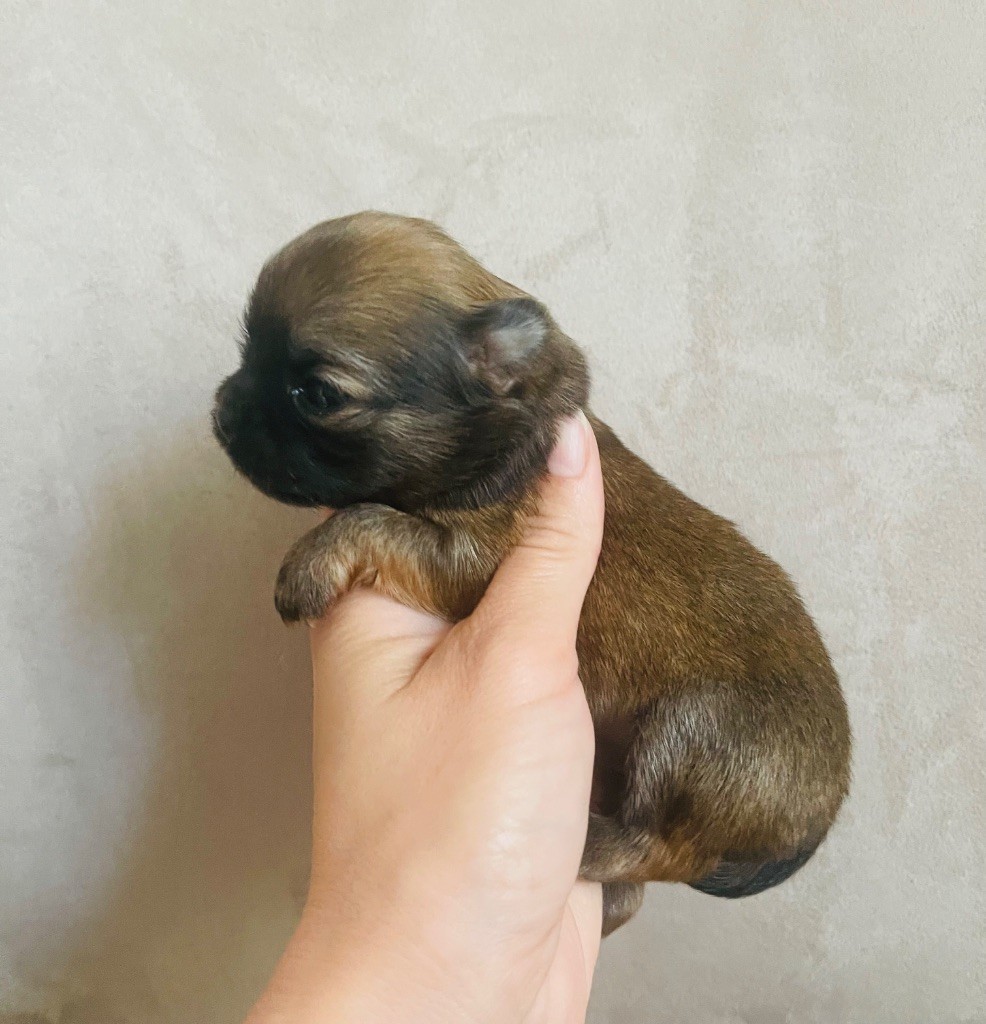 des Mini Elidyle - Chiots disponibles - Chihuahua