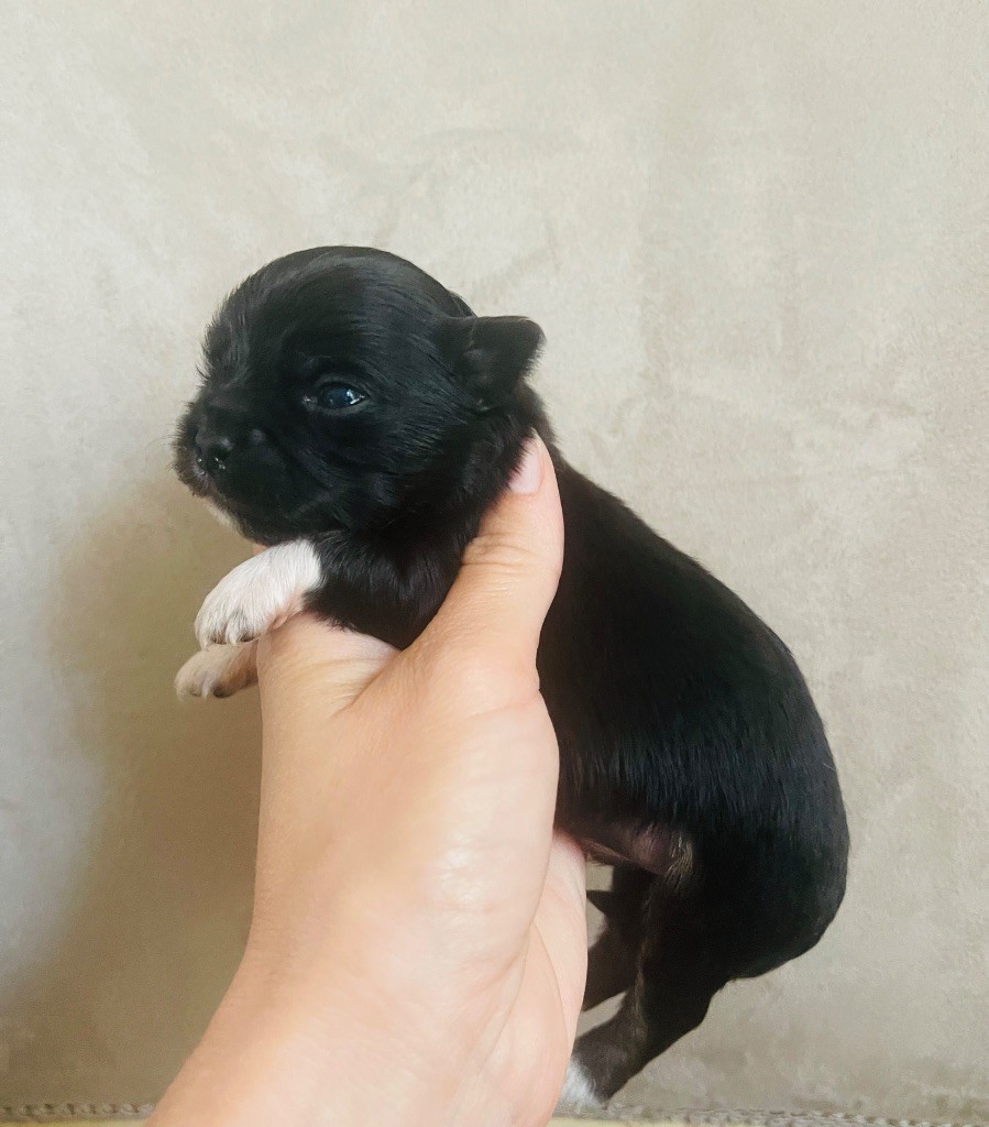 des Mini Elidyle - Chiots disponibles - Chihuahua