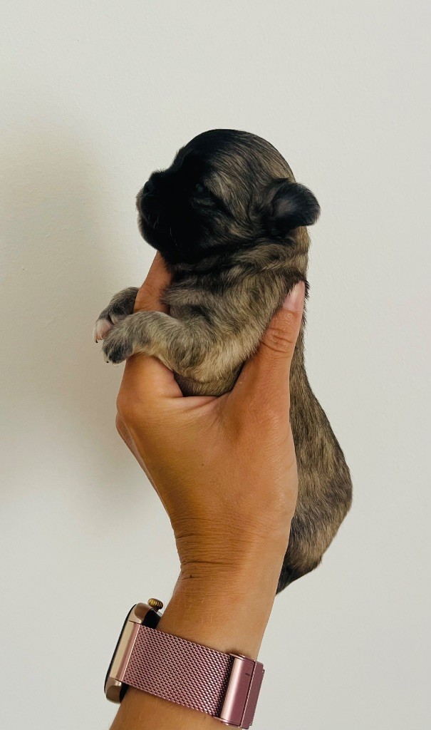 des Mini Elidyle - Chiots disponibles - Chihuahua