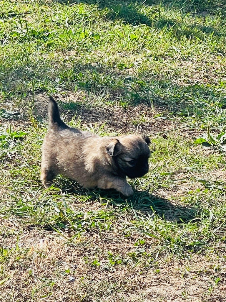 des Mini Elidyle - Chiots disponibles - Chihuahua