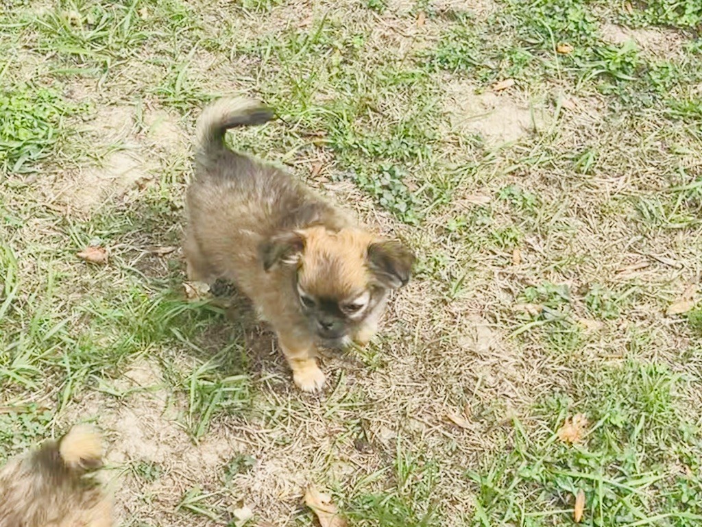 des Mini Elidyle - Chiots disponibles - Chihuahua