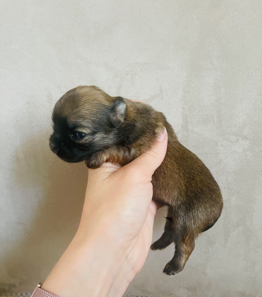des Mini Elidyle - Chiots disponibles - Chihuahua