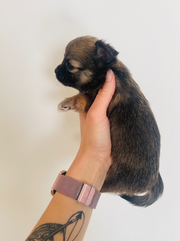 des Mini Elidyle - Chiots disponibles - Chihuahua